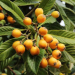 Vega 100 son kullanma tarihi