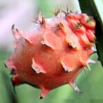 Kamagra jel nerede satılır, alınır,