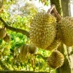 Vega hapı satış noktaları istanbul