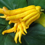 Cobra 130 mg hapı satışı yapan firmalar, eczaneler